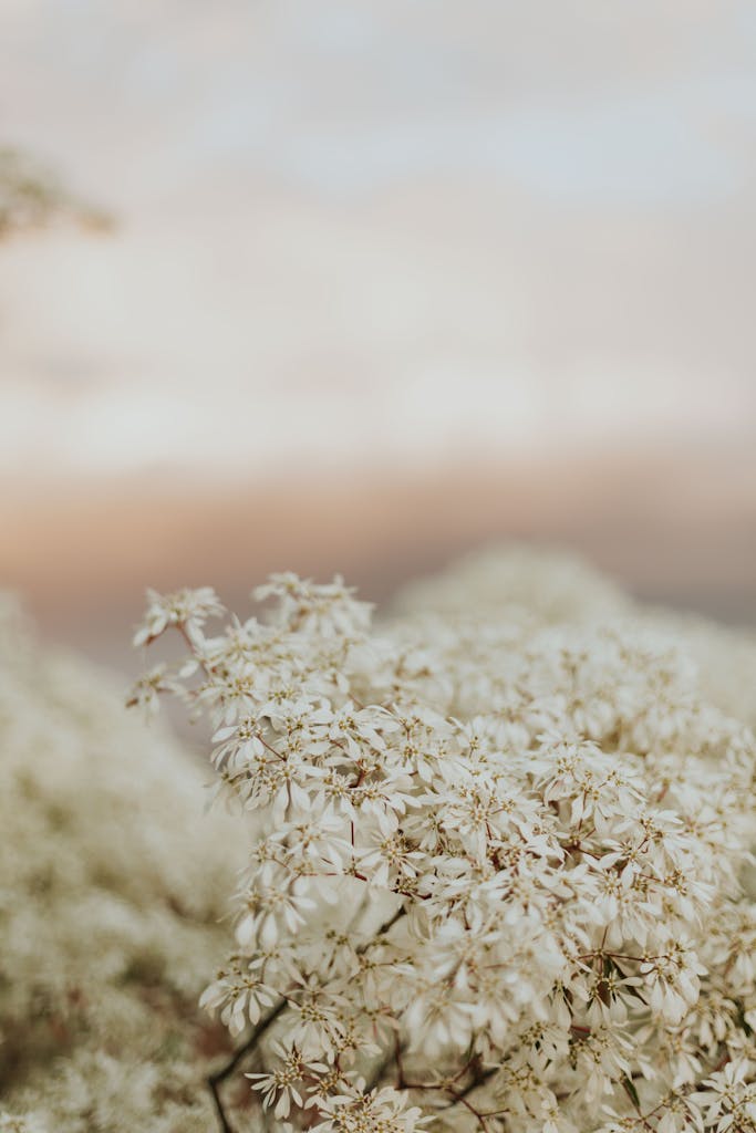 About Mindmotion
A serene view of delicate white flowers captured in soft focus, evoking a calm and gentle mood.