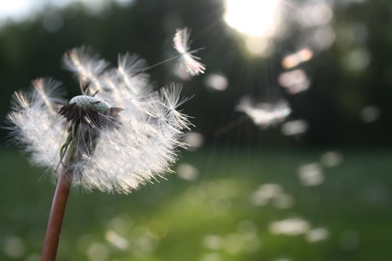 Home mindmotion Close-up of dandelion seeds dispersing in the wind, symbolizing freedom and growth.