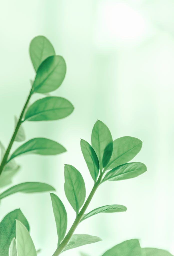 Home mindmotion Close-up of vibrant green leaves in soft focus, capturing growth and freshness.