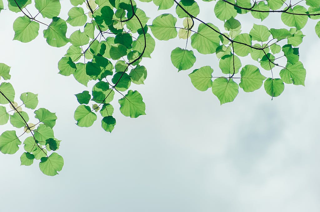 Home mindmotion Green leaves on branches set against a cloudy sky, highlighting nature's beauty.
