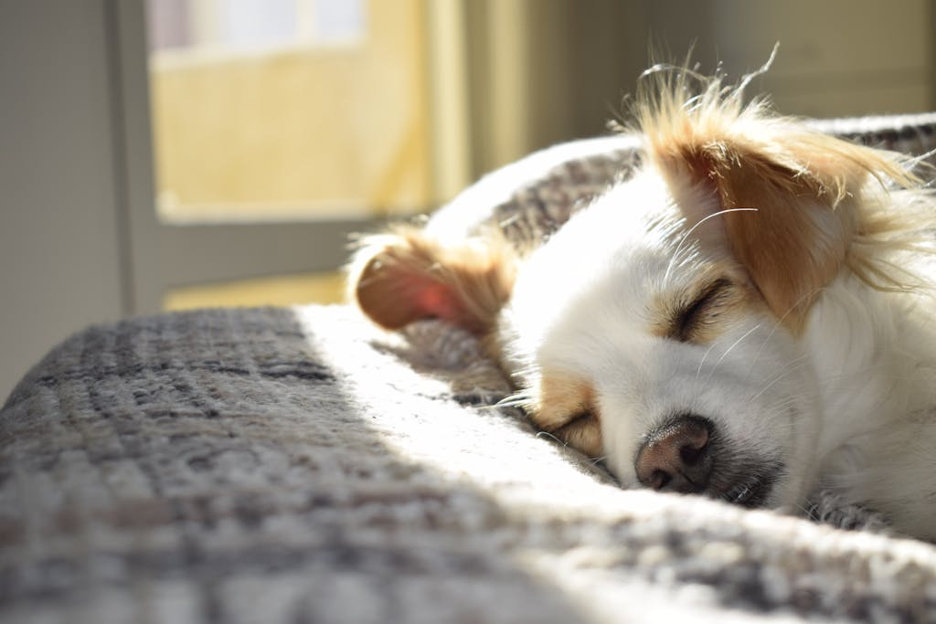 10 Proven Ways to Improve Your Sleep and Wake Up Refreshed improve your sleep A cute puppy sleeping peacefully on a bed in a sunny room, showcasing calm and warmth.