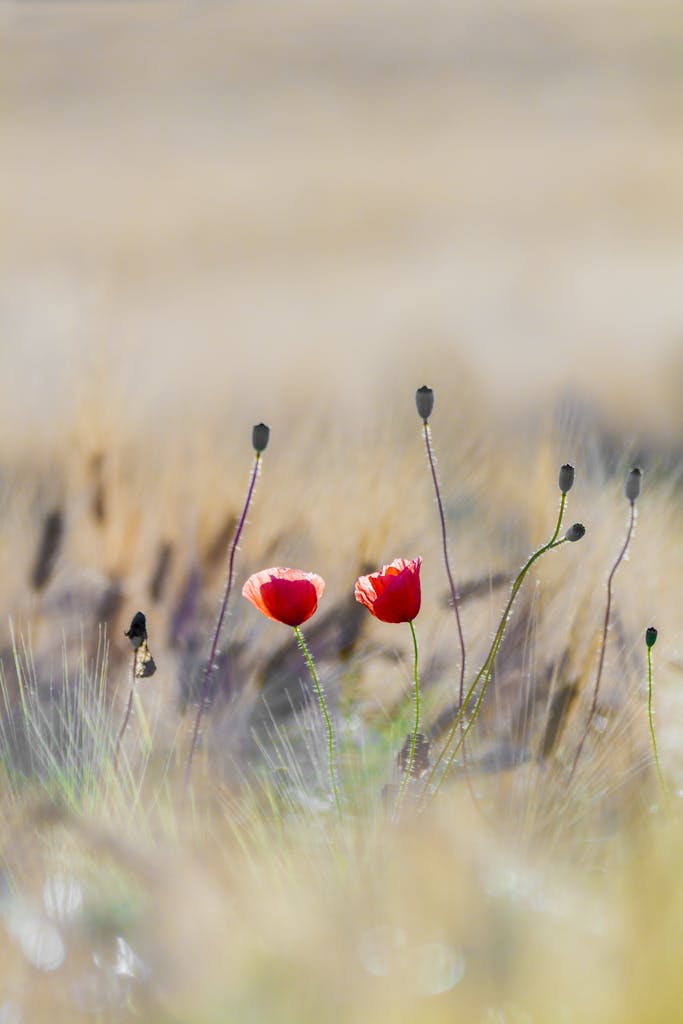 Home mindmotion Vibrant red poppies blooming in a serene, blurred field, highlighting nature's beauty.